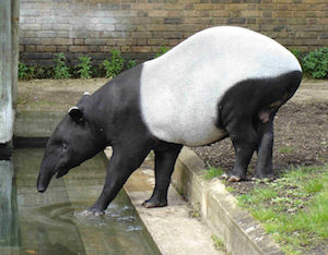 1200px-Malayan_Tapir.JPG