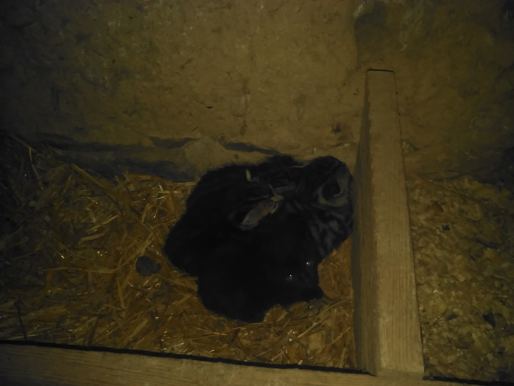 chatons 1 bis.jpg