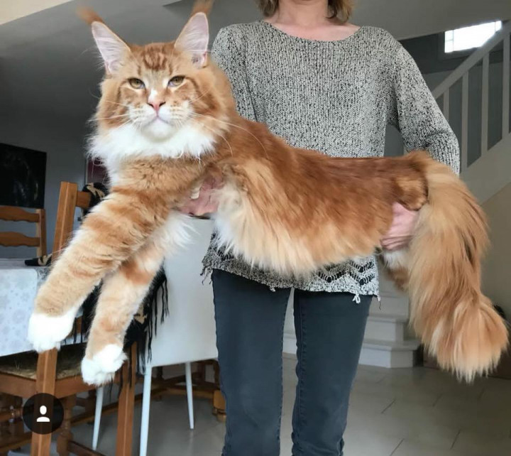 chaton-maine-coon-leeloo_orig.jpg