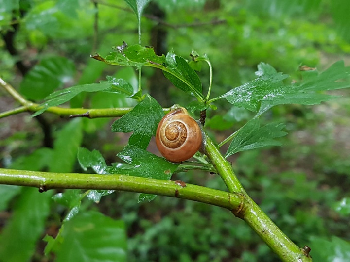 ESCARGOT.jpg
