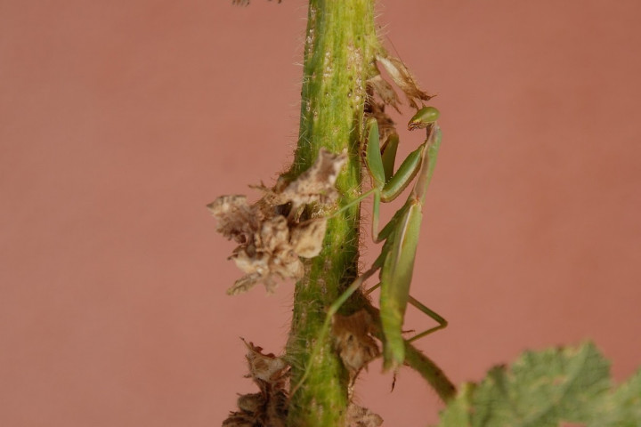 DSC_0463.JPG
