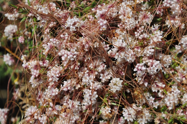 DSC_0774.JPG