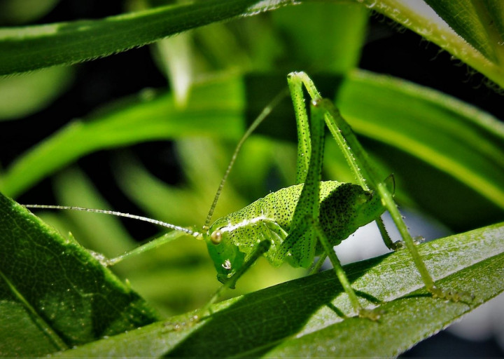 Verdure.JPG