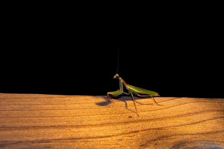 Mante ocelllée - Iris oratoria - Mâle (9).jpg