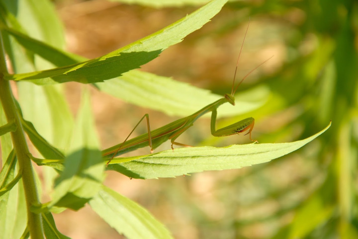 Mante religieuse - Mantis religiosa - Mâle (1).JPG