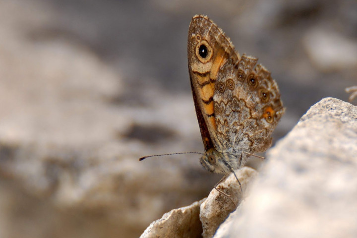Satyre-Mégère - Lasiommata megera.JPG