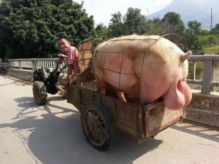 cochon.jpg