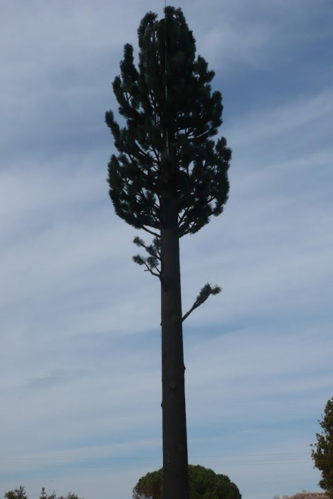 Arbre GSM.JPG