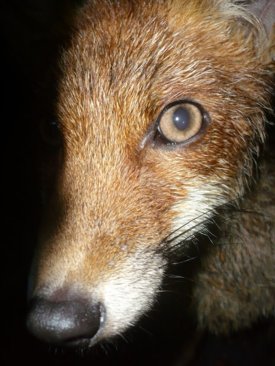 Renard.JPG