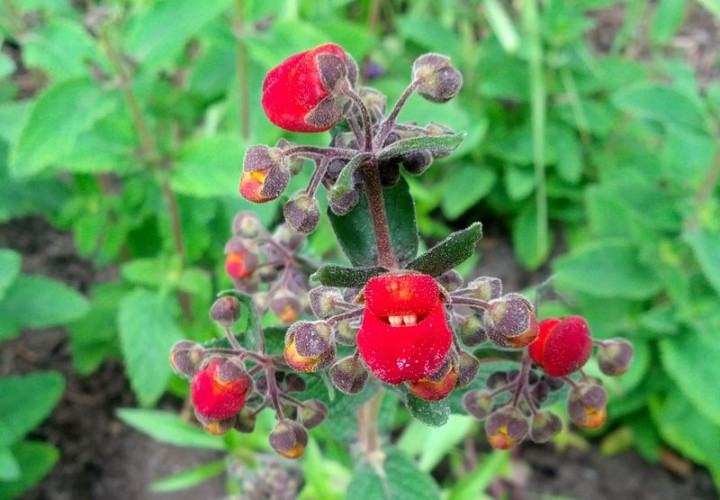 fleurs.jpg