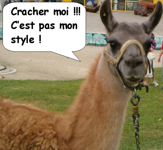 lama.jpg