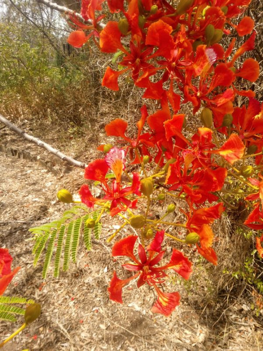 delonix regia 1.jpg