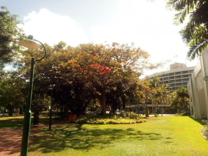 delonix regia 2.jpg
