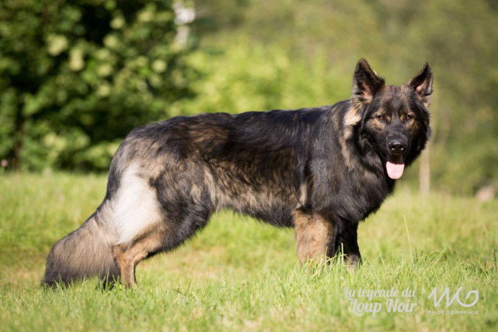 Onyx (père papuche).jpg