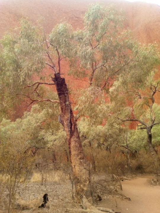 eucalyptus.jpg