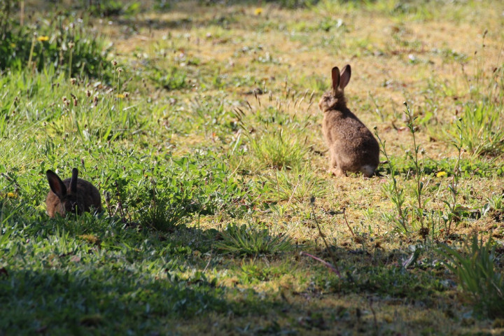 lapin 10 bis.JPG