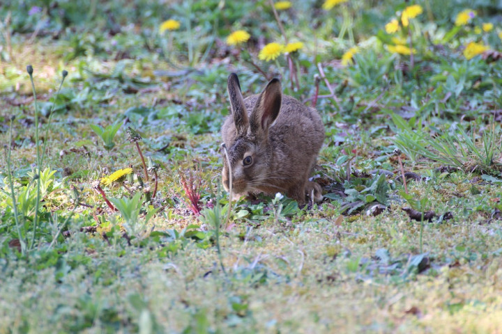 lapin 3 bis.jpg