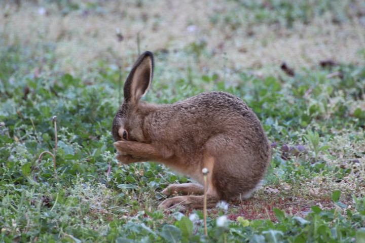 lapin 18 bis.jpg