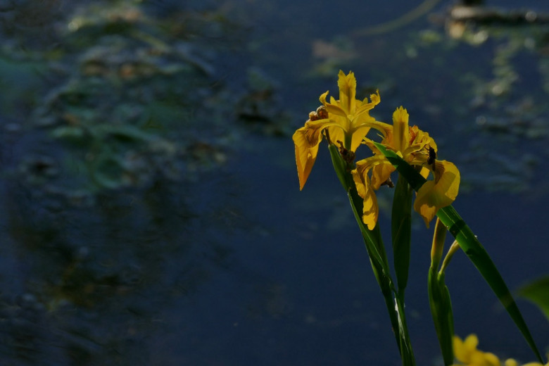 P1010237.JPG